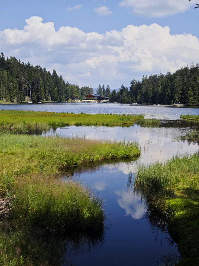 Bergsee Deutschland: Der Arbersee mit seinen charakteristischen Schwingrasen